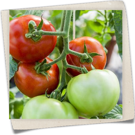 Tomate 'Harzfeuer F1' Tomate 'Harzfeuer F1'