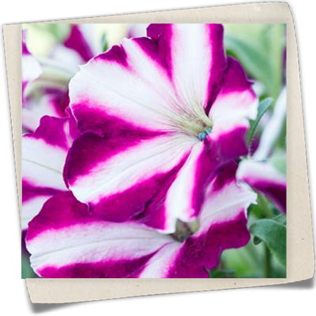 Petunie 'Amore™ Joy' Petunie 'Amore™ Joy'