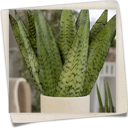 Bogenhanf 'Hahnii' Bogenhanf 'Hahnii'