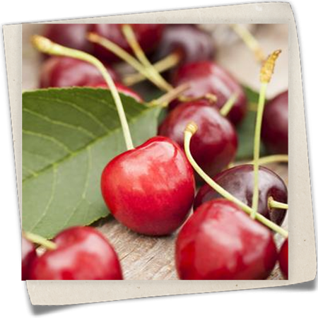 Sauerkirsche 'Karneol'® Sauerkirsche 'Karneol'®