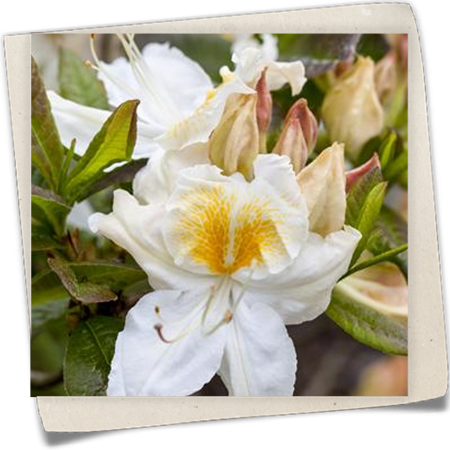 Sommergrüne Azalee 'Möwe' Sommergrüne Azalee 'Möwe'