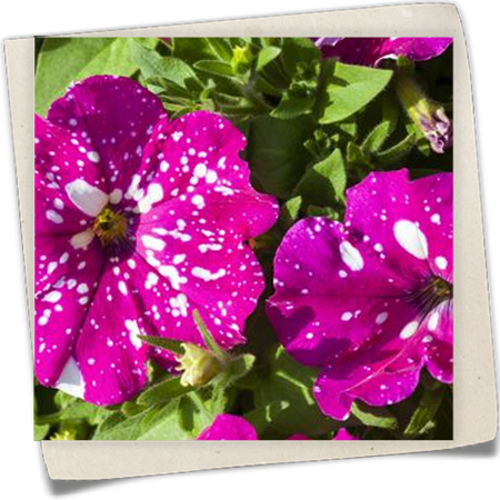 Petunie 'BabyDoll'® Petunie 'BabyDoll'®