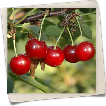 Sauerkirsche 'Köröser Weichsel' Sauerkirsche 'Köröser Weichsel'