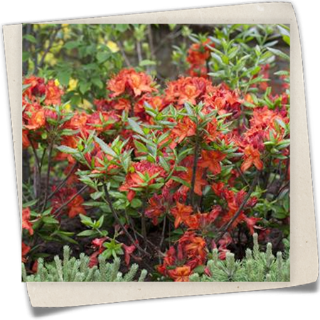 Sommergrüne Azalee 'Parkfeuer' Sommergrüne Azalee 'Parkfeuer'