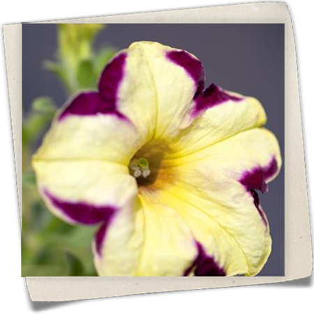 Petunie Crazytunia® Petunie Crazytunia®