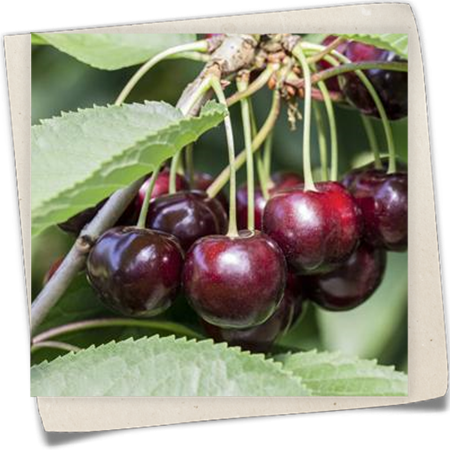 Sauerkirsche 'Morellenfeuer' Sauerkirsche 'Morellenfeuer'