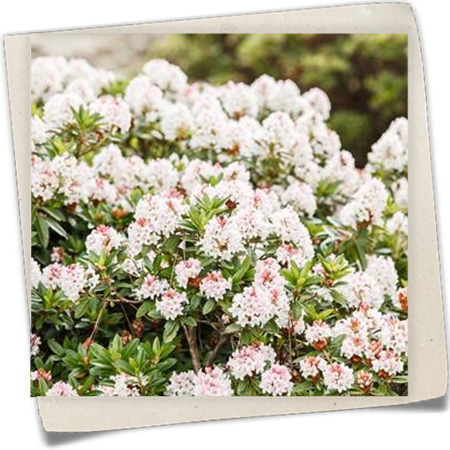 Rhododendron 'Bloombux'® Rhododendron 'Bloombux'®