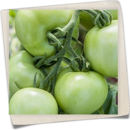 Tomate 'Moneymaker' Tomate 'Moneymaker'