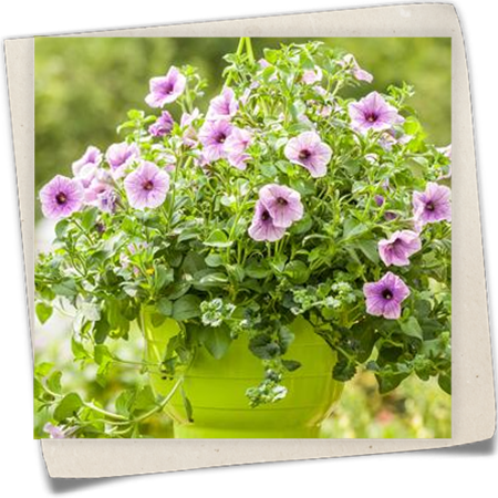 Großblumige Petunie Großblumige Petunie