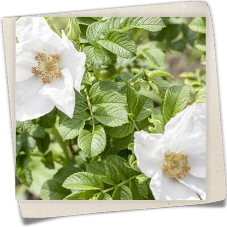 Weiße Apfelrose 'Alba' Weiße Apfelrose 'Alba'