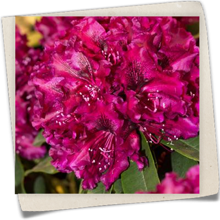 Rhododendron 'Midnight Beauty' Rhododendron 'Midnight Beauty'