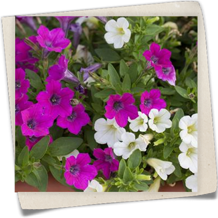 Petunie 'Littletunia'™ Petunie 'Littletunia'™