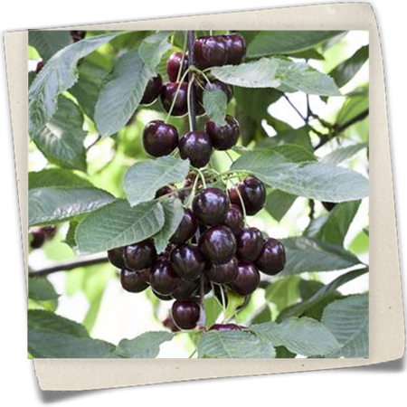Sauerkirsche 'Schattenmorelle' Sauerkirsche 'Schattenmorelle'