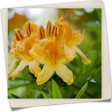 Sommergrüne Azalee 'Anthony Koster' Sommergrüne Azalee 'Anthony Koster'