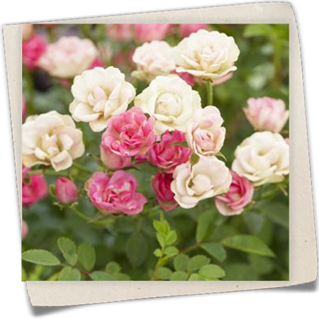 Kleinstrauchrose 'LillyRose™ Wonder5' Kleinstrauchrose 'LillyRose™ Wonder5'