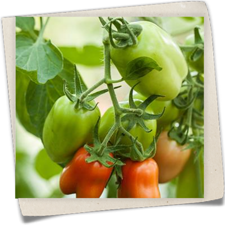 Paprikatomate Paprikatomate