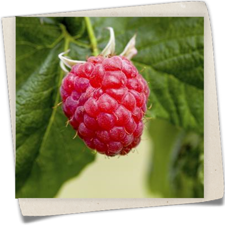 Himbeere 'Malling Promise' Himbeere 'Malling Promise'