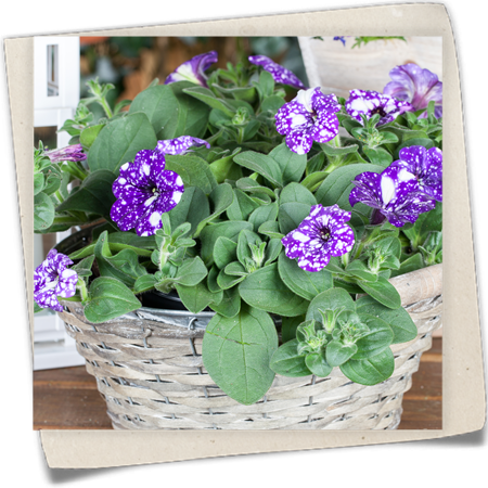 Petunie 'NightSky'® Petunie 'NightSky'®