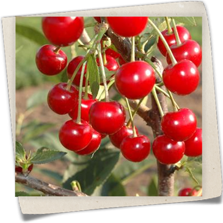 Sauerkirsche 'Vowi'(s) Sauerkirsche 'Vowi'(s)